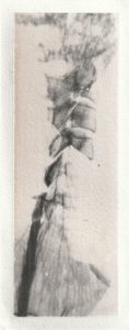 Poppy spine